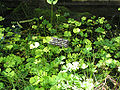 Kleefarn (Marsilea quadrifolia)