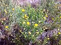 Golden Chamomile (Matricaria aurea)