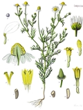 Echte Kamille (Matricaria chamomilla)