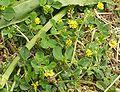 Hopfenklee (Medicago lupulina)