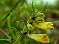 Wiesen-Wachtelweizen (Melampyrum pratense)