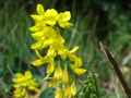 Hoher Steinklee (Melilotus altissimus)