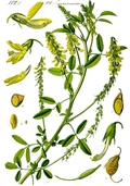 Melilotus officinalis