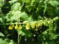 Echter Steinklee (Melilotus officinalis)