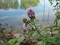 Wasserminze (Mentha aquatica)