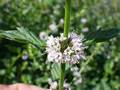 Ackerminze (Mentha arvensis)