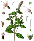 Mentha piperita