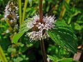 Polei-Minze (Mentha pulegium)