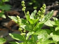 Einjähriges Bingelkraut (Mercurialis annua)