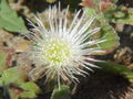 Eiskraut (Mesembryanthemum crystallinum)