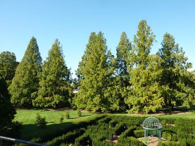 Urweltmammutbaum (Metasequoia glyptostroboides)