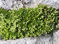 Mannsschild-Miere (Minuartia cherlerioides)