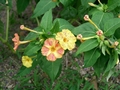 Wunderblume (Mirabilis jalapa)