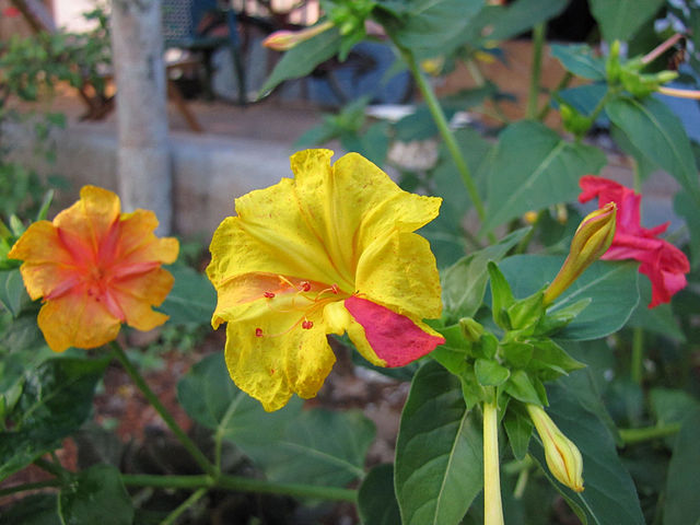Mehrfarbige Blüten der Wunderblume (Mirabilis jalapa)