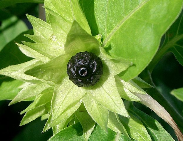 Frucht der Wunderblume (Mirabilis jalapa)