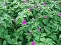 Habitus der Wunderblume (Mirabilis jalapa)