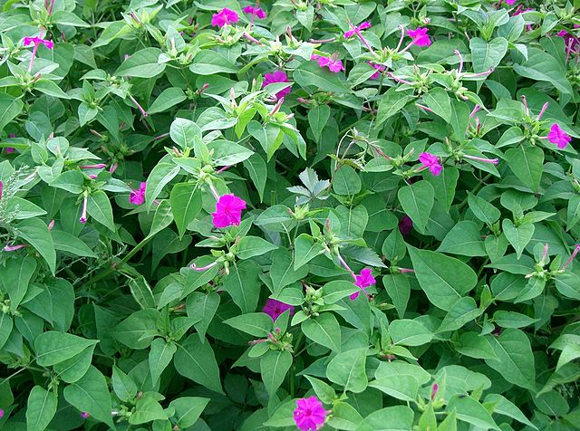 Habitus der Wunderblume (Mirabilis jalapa)