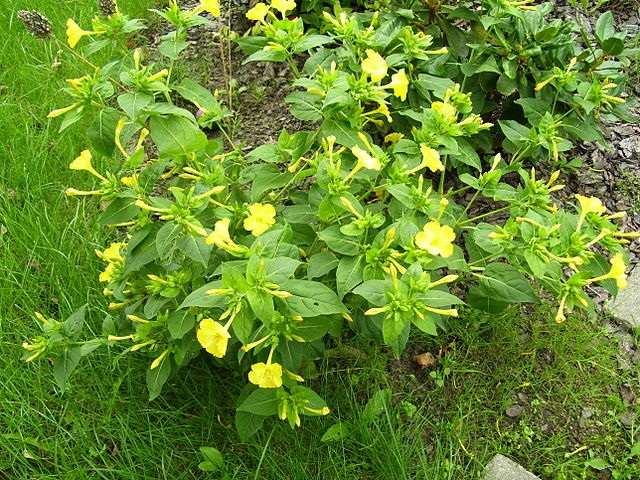 Wunderblume (Mirabilis jalapa)