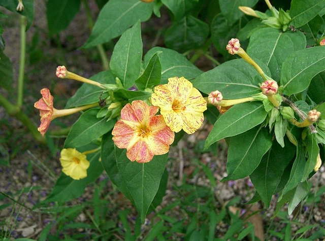 Blüte der Wunderblume (Mirabilis jalapa)