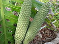 Köstliches Fensterblatt (Monstera deliciosa)