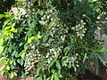 Nonibaum (Morinda citrifolia)