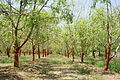 Meerrettichbaum (Moringa oleifera)