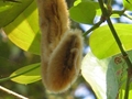 Juckbohne (Mucuna pruriens)