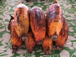 Fei-Banane (Musa troglodytarum)