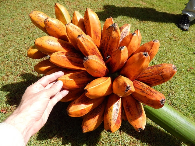 Früchte der Fei-Banane (Musa troglodytarum)
