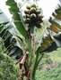 Habitus der Fei-Banane (Musa troglodytarum)