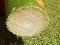 Pseudostamm der Fei-Banane (Musa troglodytarum)