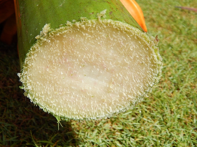 Pseudostamm der Fei-Banane (Musa troglodytarum)