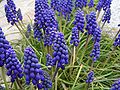 Armenische Traubenhyazinthe (Muscari armeniacum)