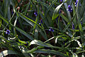 Aucher-Traubenhyazinthe (Muscari aucheri)