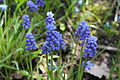 Kleine Traubenhyazinthe (Muscari botryoides)