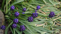 Verwechselte Traubenhyazinthe (Muscari commutatum)