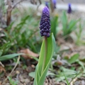 Breitblättrige Traubenhyazinthe (Muscari latifolium)