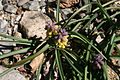 Großfrüchtige Traubenhyazinthe (Muscari macrocarpum)