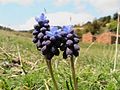 Weinbergs-Traubenhyazinthe (Muscari neglectum)