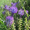 Schmalblütige Traubenhyazinthe (Muscari tenuiflorum)