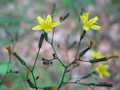 Gewöhnlicher Mauerlattich (Mycelis muralis)