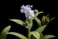 Alpen-Vergissmeinnicht (Myosotis alpestris)