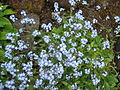 Niederliegendes Vergissmeinnicht (Myosotis decumbens)