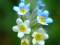 Buntes Vergissmeinnicht (Myosotis discolor)