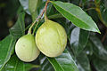Muskatnussbaum (Myristica fragrans)