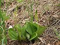 Großes Zweiblatt (Neottia ovata)