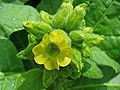 Bauern-Tabak (Nicotiana rustica)