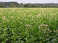 Virginischer Tabak (Nicotiana tabacum)