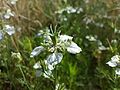 Acker-Schwarzkümmel (Nigella arvensis)