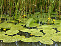 Gelbe Teichrose (Nuphar lutea)